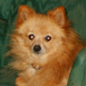 Meet your Posher, Fred